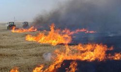 Diyarbakır’da anız yakmanın bedeli belli oldu