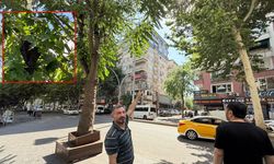 Diyarbakır’da binlerce arı ağaca üşüştü