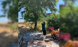 Diyarbakır’da kadınların dut mesaisi başladı