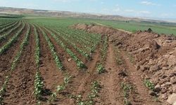 Diyarbakır’da milyonluk hisseli tarla ihaleye çıkıyor