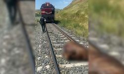 Elazığ’da trenin çarptığı inek telef oldu
