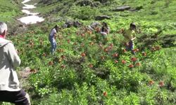 Hakkari’de ‘ters laleler’ doğayı süsledi