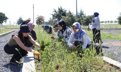 Diyarbakır'da kadın emeğiyle yetişen tıbbi ve aromatik bitkilerin ilk hasadı yapıldı