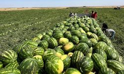 En iyi karpuz nasıl seçilir? Vurup ses dinlemek eskide kaldı: İşte uzmanından kelek karpuz uyarısı