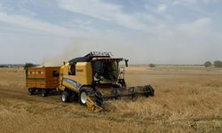 Mardin Mezopotamya Ovası'nda ilk buğday hasadı