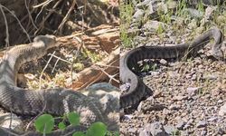 Tunceli'de engerek yılanı görüntülendi