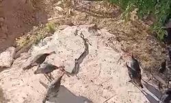 Diyarbakır'da bir yılan hindilerin arasına girdi