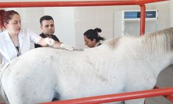 Dicle Üniversitesinde şampiyon ata fizik tedavi uygulandı