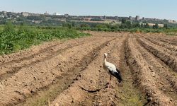 Diyarbakır'daki Hevsel'in maskotu Berfo; Her sabah işçilerle aynı sofrada