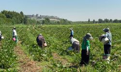 Diyarbakır Hevsel Bahçelerinde kabak hasadı: Çiftçi isyanda