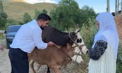 İneği telef olan kadına 2 inek ve 2 buzağı desteği