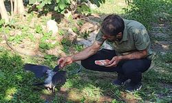 Diyarbakır'da beslediği kargalar onu kapıda karşılıyor