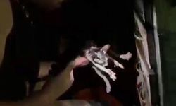 Diyarbakır'da mahsur kalan kedi kurtarıldı
