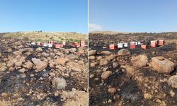 Arazi yangınında Arı kovanları zarar gördü