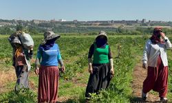 Diyarbakır Surları eşliğinde, 40 derece sıcakta ekmek mücadelesi