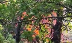 Diyarbakır'da bir kez daha anız yangını