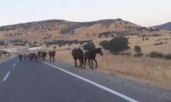 Diyarbakır’da yaban at sürüsü yola indi