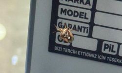 Diyarbakır'da görülen böcek herkesi hayrete düşürdü