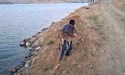 Köpeklerin saldırısında yaralanan dağ keçisini kucağında taşıdı