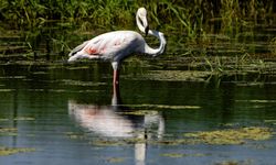 Diyarbakır’da flamingo sürprizi!