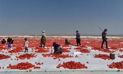 Diyarbakır'da kavurucu sıcaklıkta mevsimlik işçilerin domates sınavı