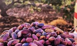 Diyarbakır'da fıstık üreticisine hasat uyarısı