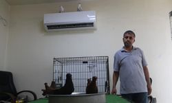 Diyarbakır'ın kavurucu sıcağında güvercinlere "klimalı" ve "havuzlu" konfor