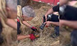 Diyarbakır’da alevler arasında kalan kaplumbağaya itfaiye müdahalesi