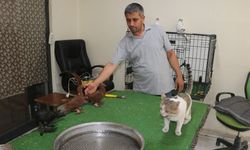 Kedi değil koruma: Milyonluk güvercinlerin en güvenilir dostu