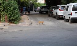 Diyarbakırlı uzmandan kuduz uyarısı: Kedi tırmalaması ile de bulaşır