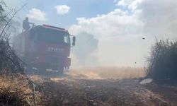 Diyarbakır'da örtü ve orman yangınında geniş alan zarar gördü