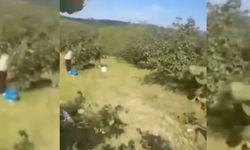 Fındık işçilerine saldırıya soruşturma başlatıldı