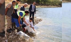 Bitlis’te göl ve göletlere milyonlarca yavru sazan bırakıldı