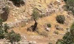Diyarbakır dağları yaban keçilerine emanet