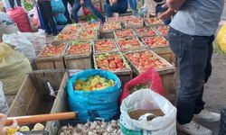 Diyarbakır'da ata tohumu domates hasadı başladı