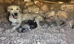 Diyarbakır'da taşların arasına sıkışan köpek yavrusu kurtarıldı