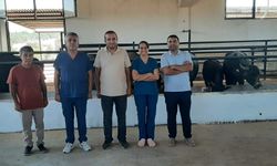 İtalyan mandaları Diyarbakır hayvancılığına entegre ediliyor