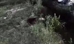Dicle Nehri'nde su samuru görüntülendi