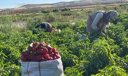 Tarlalardan sofralara acı yolculuk başladı