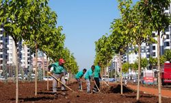 Diyarbakır'da 9 bin yeni ağaç dikildi