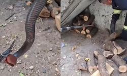 Diyarbakır’da görülen yılan panik yarattı