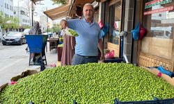 Diyarbakır’da yeşil zeytin sezonu başladı