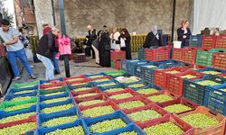 Diyarbakır’da yeşil zeytin zamanı