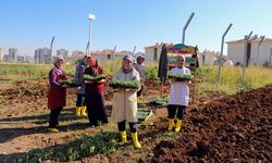 Diyarbakır’da kadınlar kışlık üretime başladı!