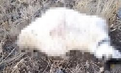 Hakkari’de koyun sürüsünün üzerine yıldırım düştü