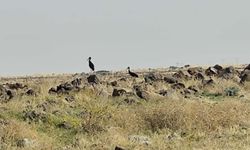 Diyabakır'da leyleklerin göçü başladı