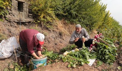 Hevsel’de hasat zamanı