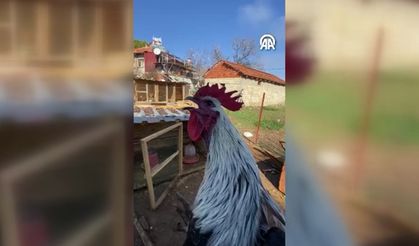 Öterken bayılan horozun videosu gündem oldu