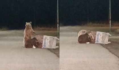 Kars’ta kış uykusundan uyanan ayılar merkeze indi