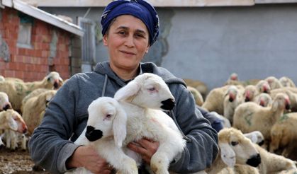 Koyun ve kuzuların buluşması